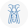 Colindale Wasp Nest Removal